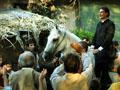 Sfondo per il desktop 'Don Bosco a cavallo'